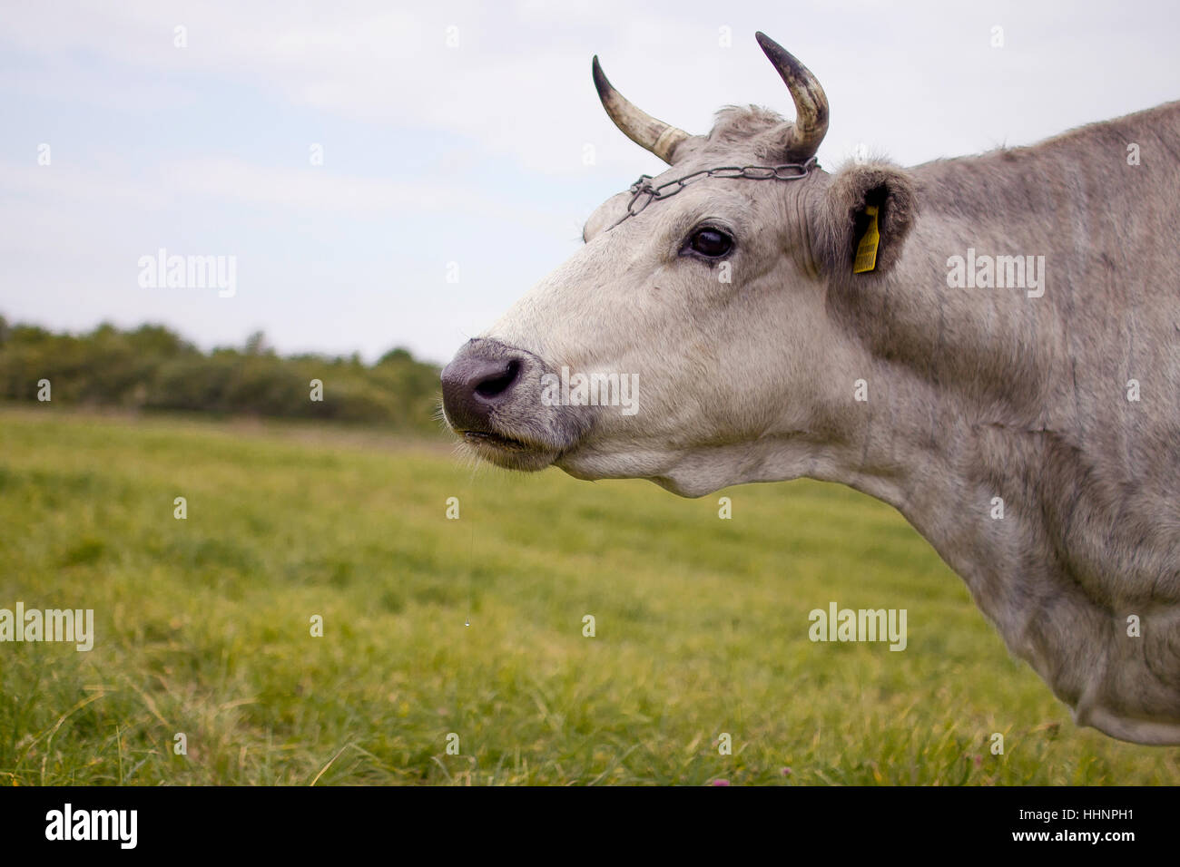 Cow in Lithuania Stock Photo