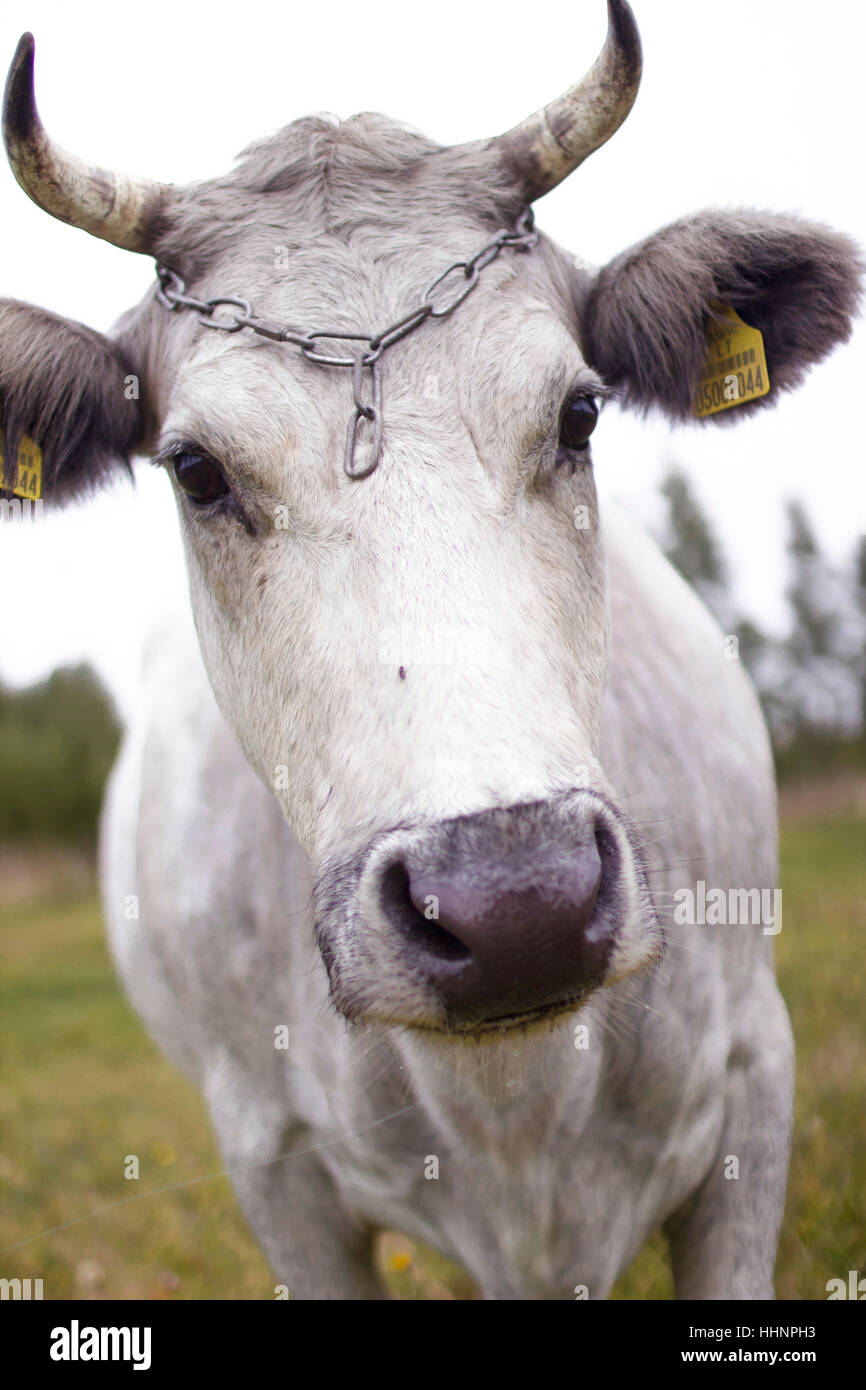 Cow in Lithuania Stock Photo