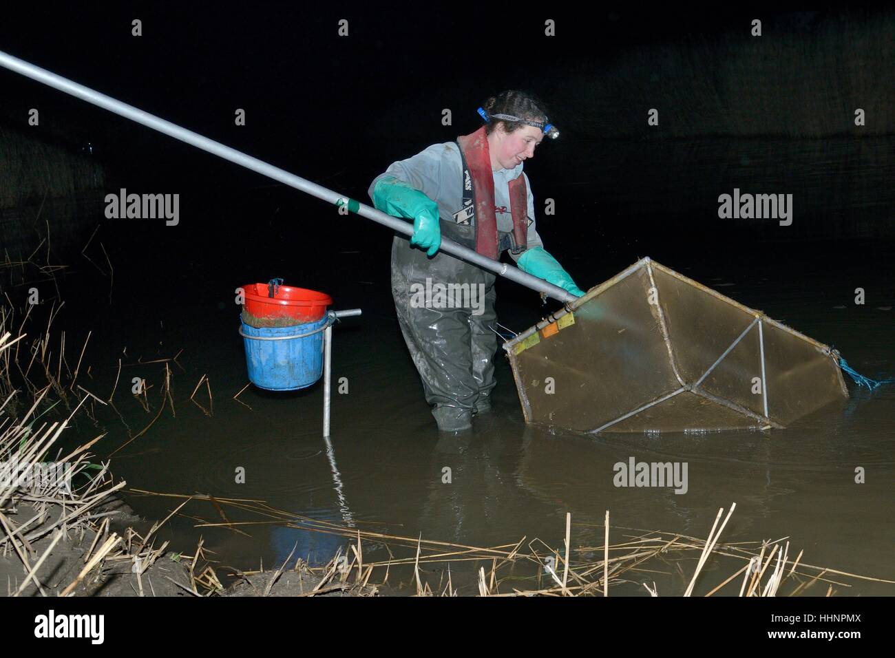 Glass eels uk hires stock photography and images Alamy