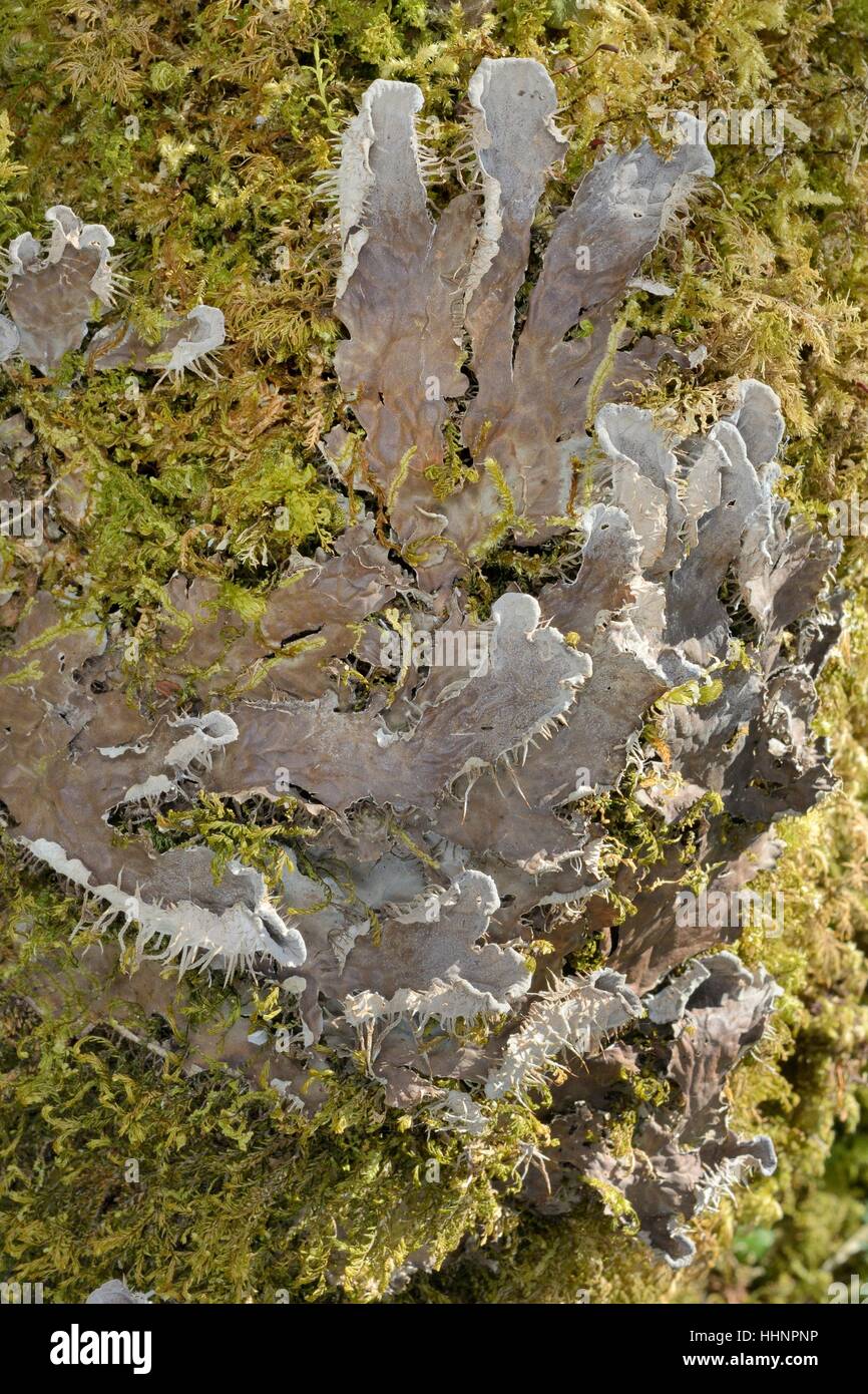 Dog lichen (Peltigera membranacea) growing on a moss-covered tree trunk, Knapdale Forest, Argyll, Scotland, UK, May. Stock Photo