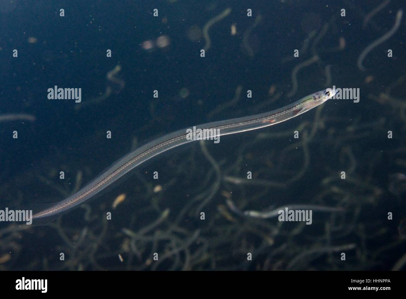 Young European eel (Anguilla anguilla) elvers, or glass eels, caught migrating up rivers from the Bristol channel, swimming,UK Stock Photo