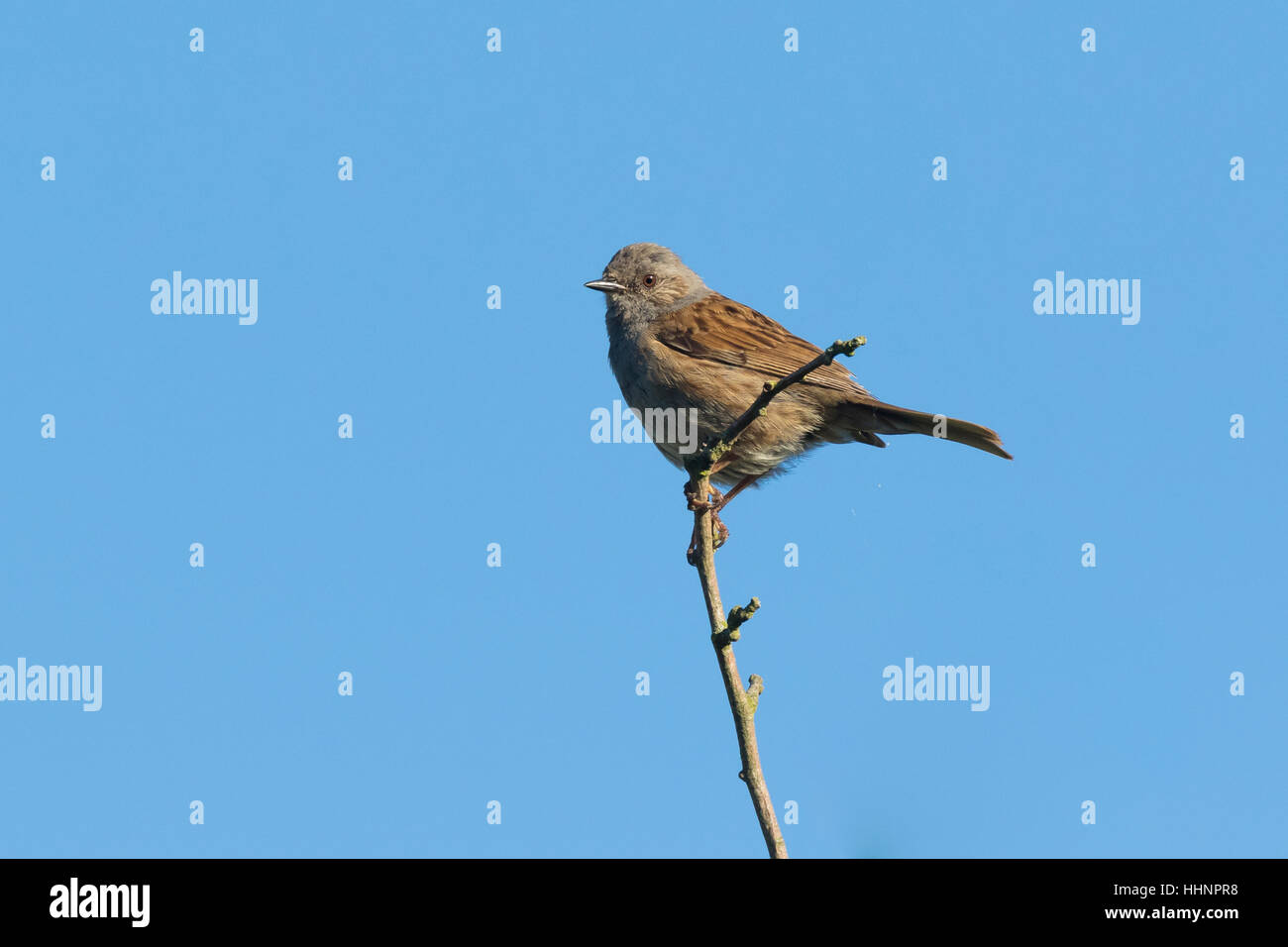 Dunnock (Prunella modularis) perched ona branch, singing a morning song. Stock Photo
