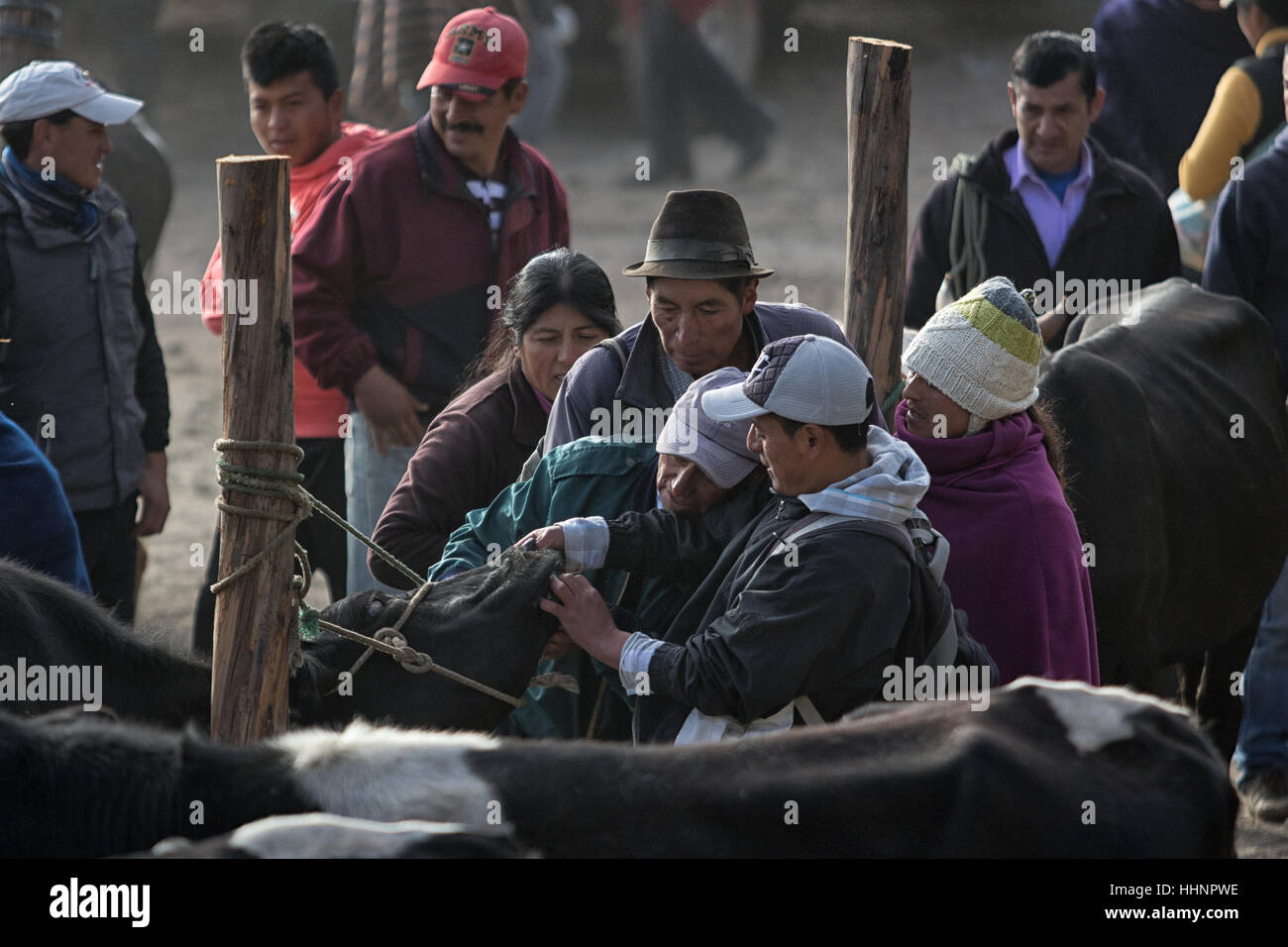 August 6, 2016 Otavalo, Ecuador: Men and women trading or selling their livestock in the animal market, teeth checkup of a cow Stock Photo