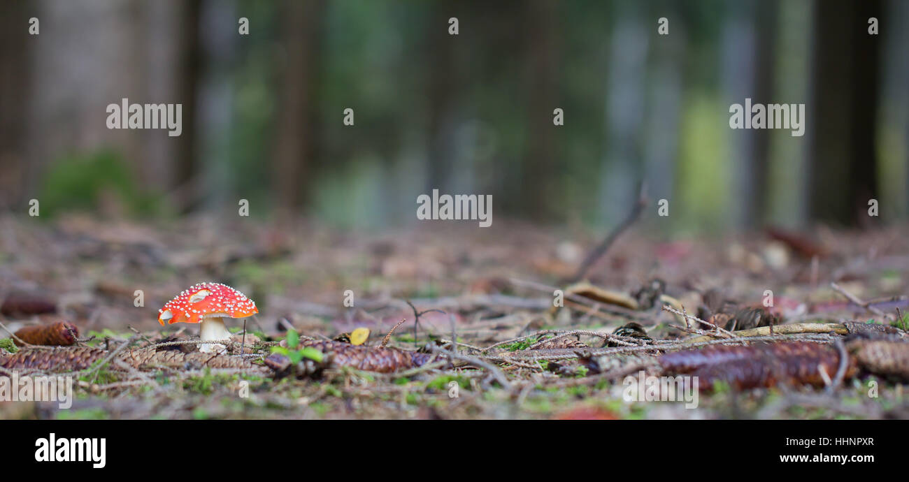 snail, fly agaric, fir needles, fir cone, red, forest, fir, fall, autumn, Stock Photo