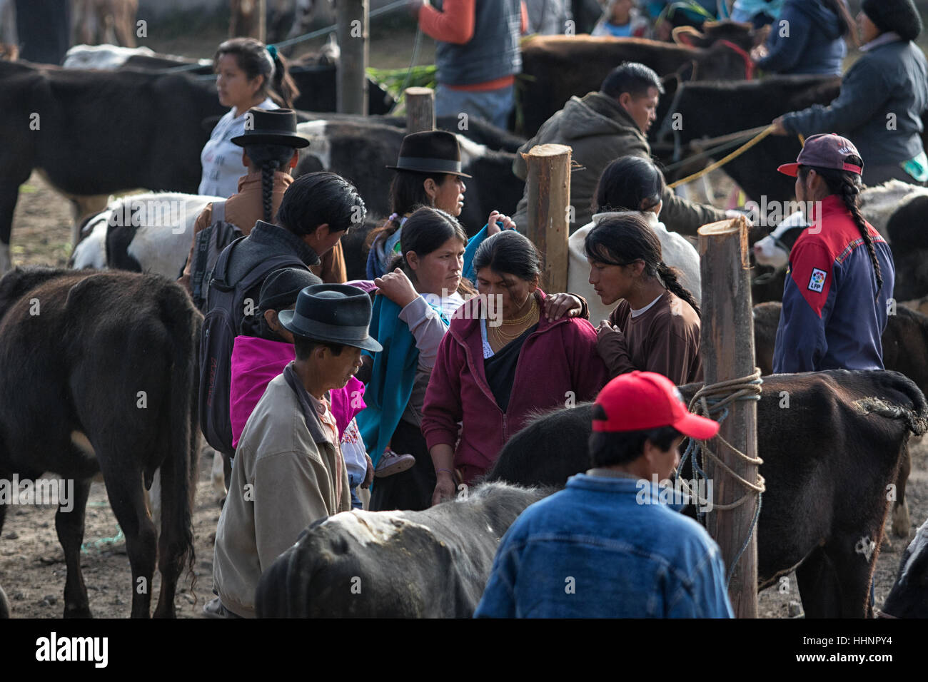 August 6, 2016 Otavalo, Ecuador: Men and women trading or selling their livestock at the animal market Stock Photo