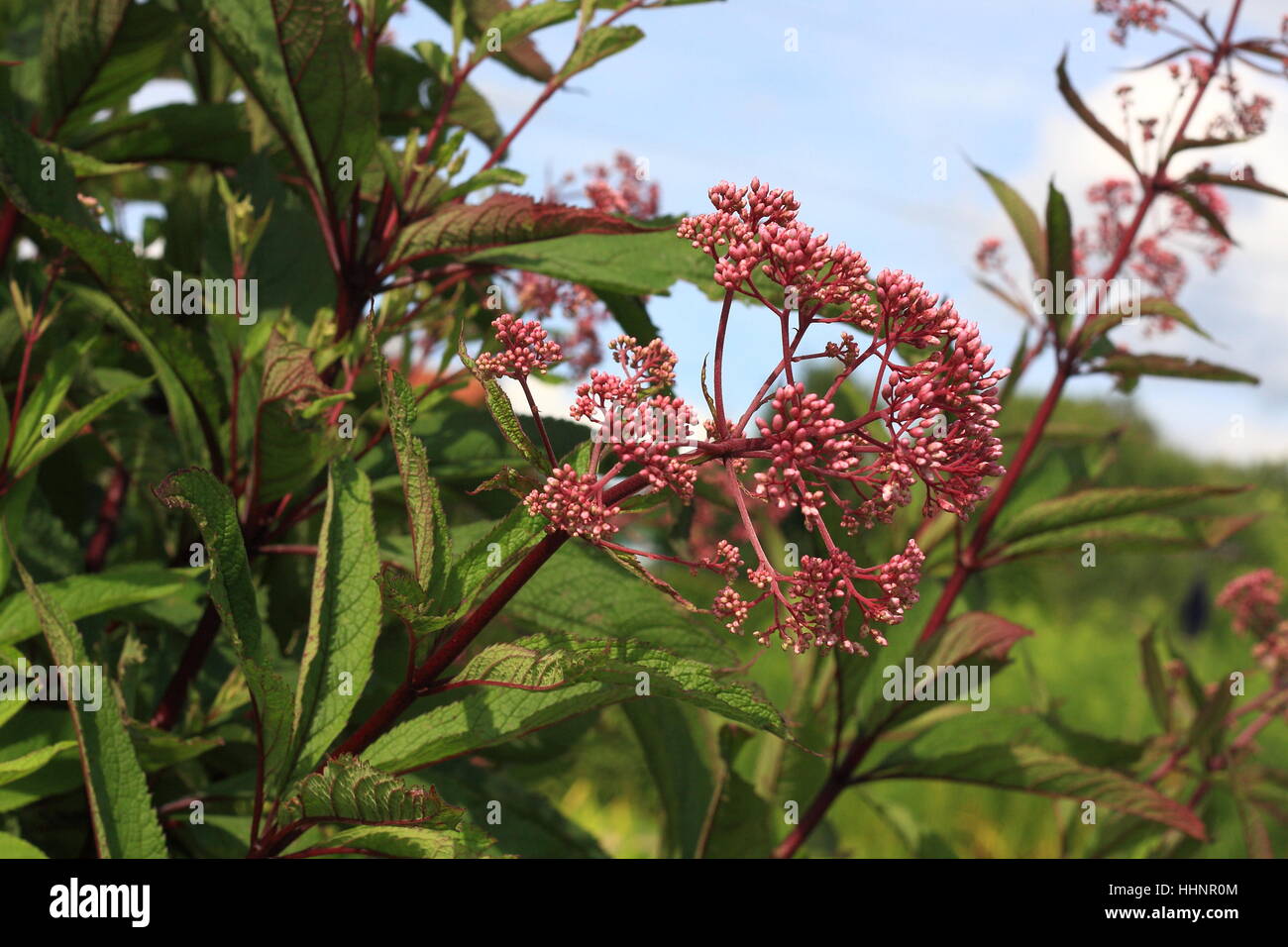 valerian - buds and blooms Stock Photo