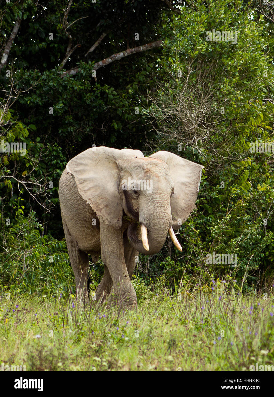ongoing elephant Stock Photo