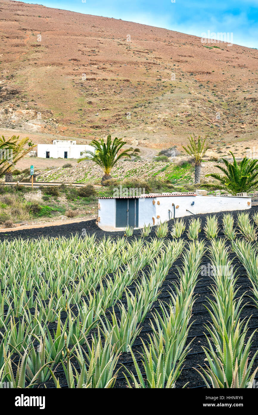Cultivated Aloe Plants On A Farm Fuerteventura Canary Islands Spain Stock Photo