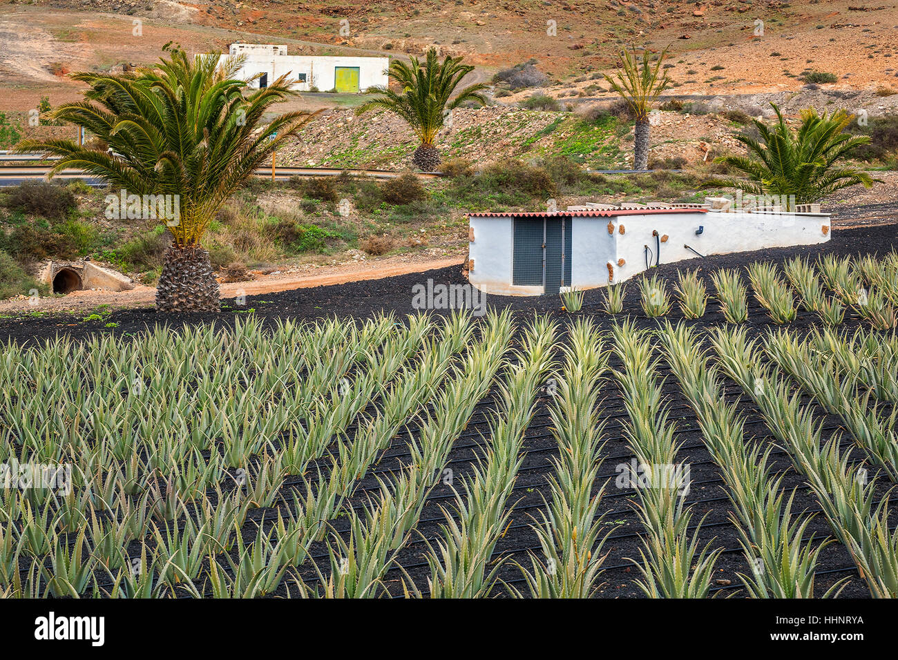 Cultivated Aloe Plants On A Farm Fuerteventura Canary Islands Spain Stock Photo
