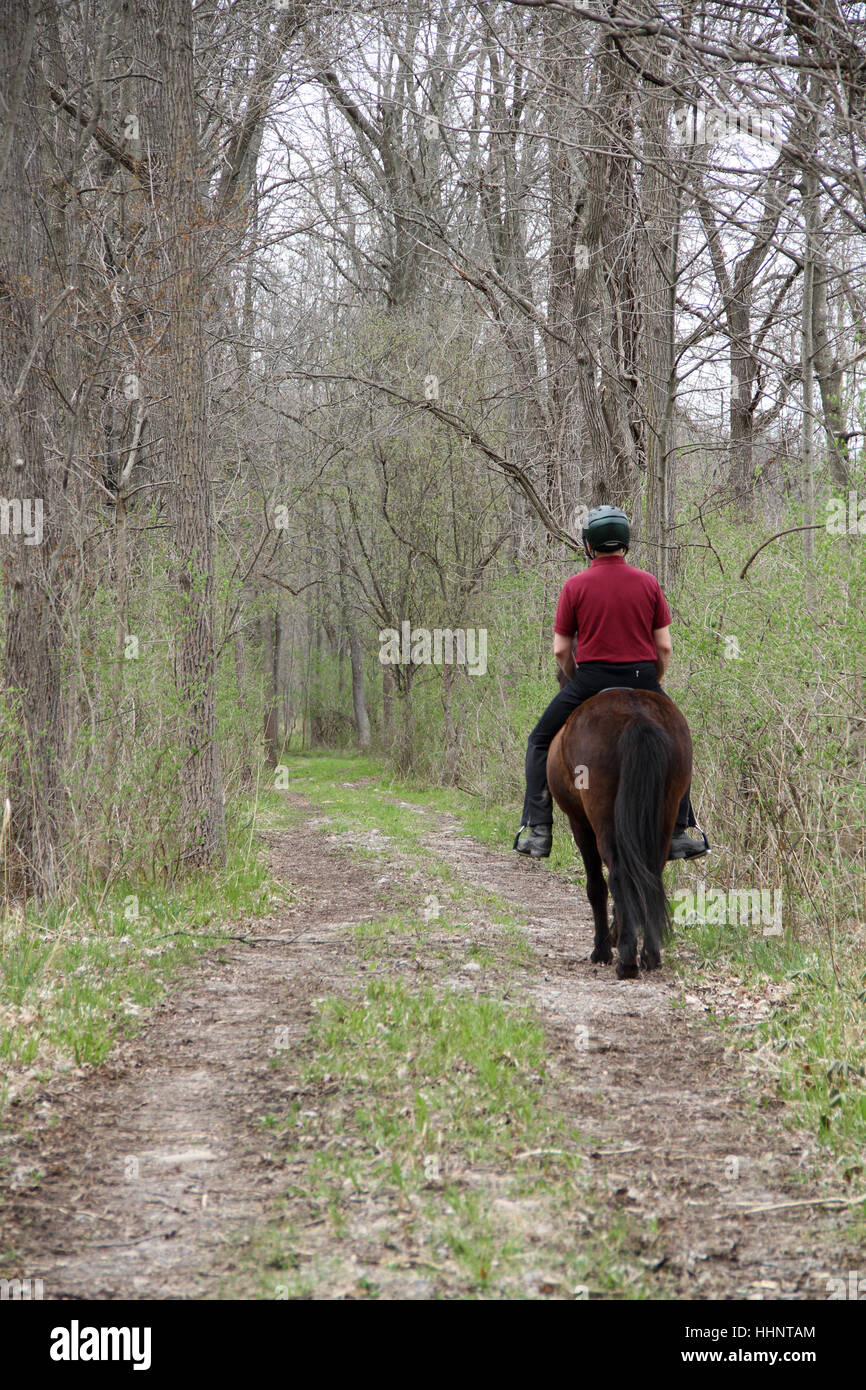 A man rides an Icelandic horse down a quiet woodland trail on an early spring day Stock Photo