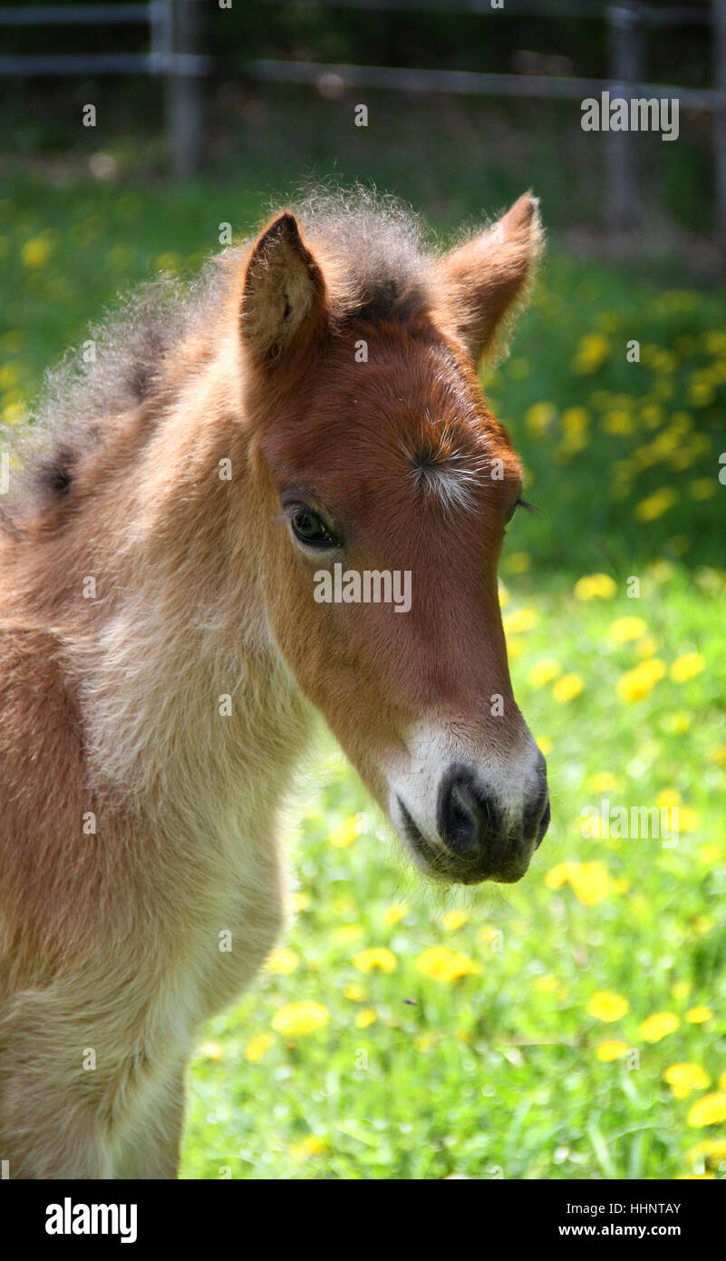A portrait of a young Icelandic horse foal in spring pasture Stock Photo