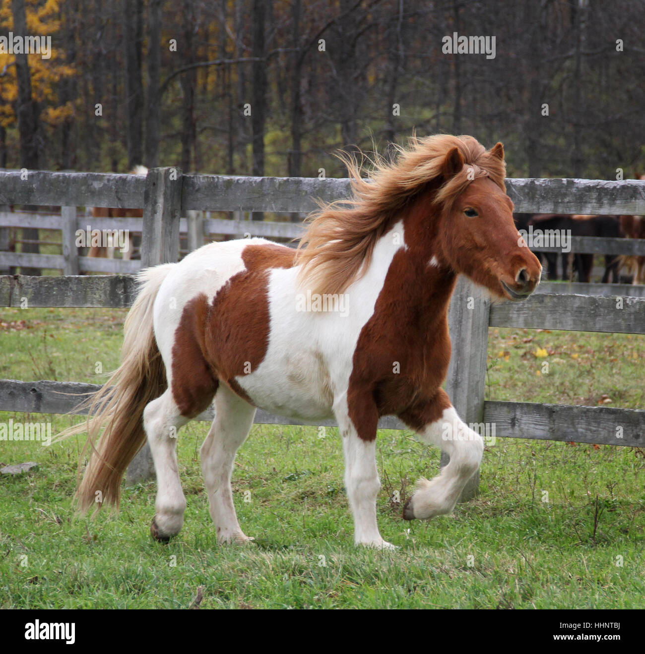 A young Icelandic horse chestnut pinto gelding trots proudly in autumn