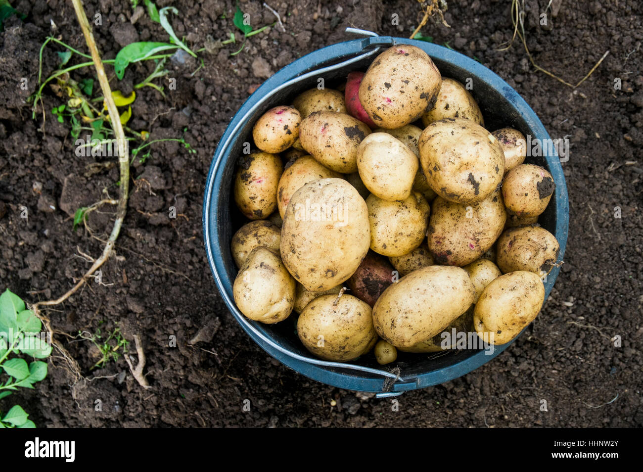 Bucket of potatoes in dirt Stock Photo Alamy
