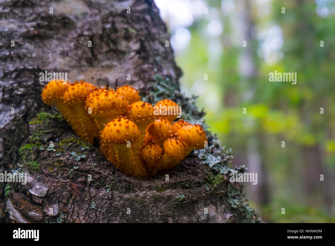 Orange mushrooms growing on tree Stock Photo - Alamy