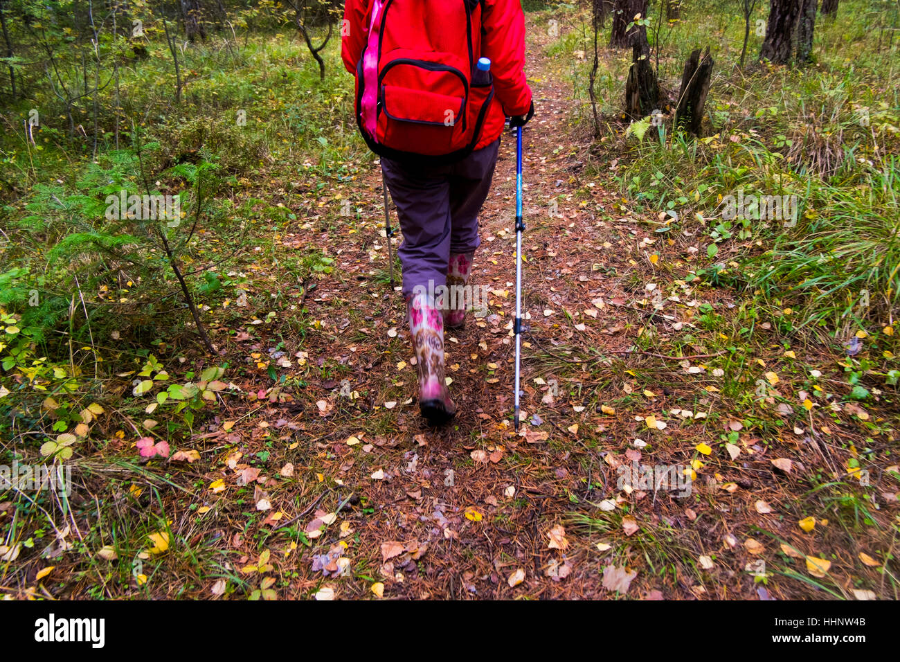 Rear view of woman hiking in woods Stock Photo - Alamy