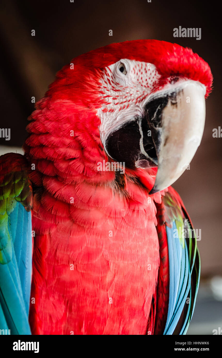 Red Parrot Macaw Stock Photo Alamy