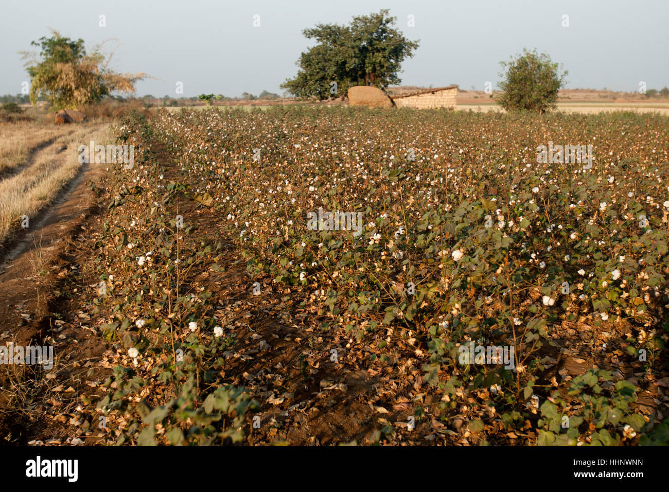 Cotton plants india hires stock photography and images Alamy