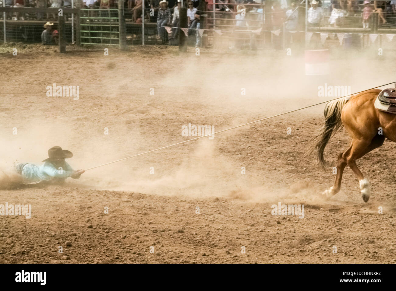 Horse dragging cowboy by rope in rodeo Stock Photo