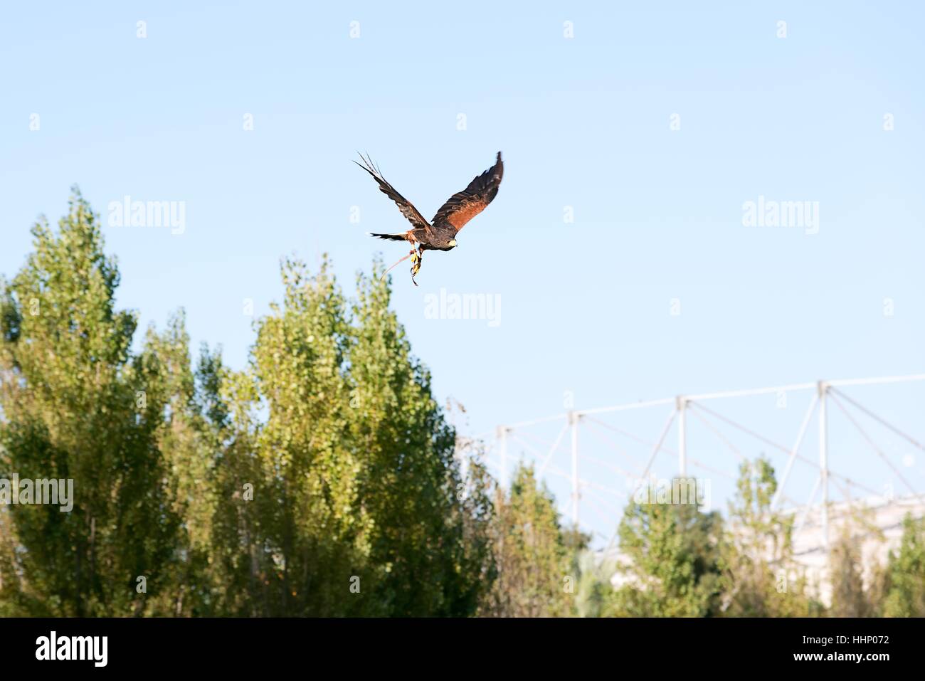 falcon, raptor, birds of prey, predator, eagle, blue, big, large ...