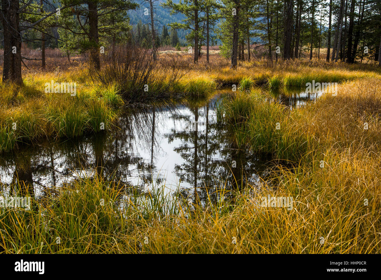 Reflection of trees in river Stock Photo