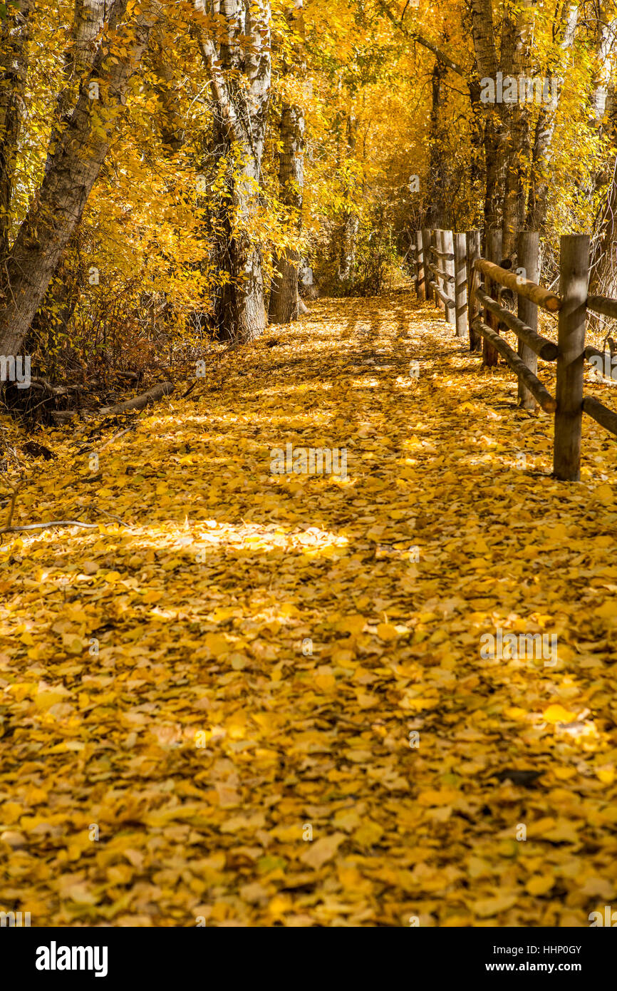 Wooden fence in autumn Stock Photo