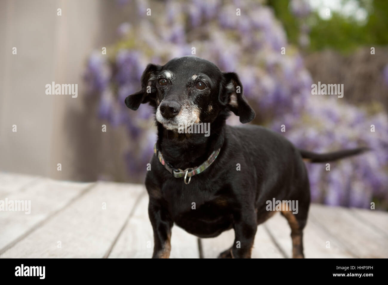 Small senior mini full body dachshund wiener dog stands on wooden deck with lavender wisteria vines blurred in the background. Stock Photo
