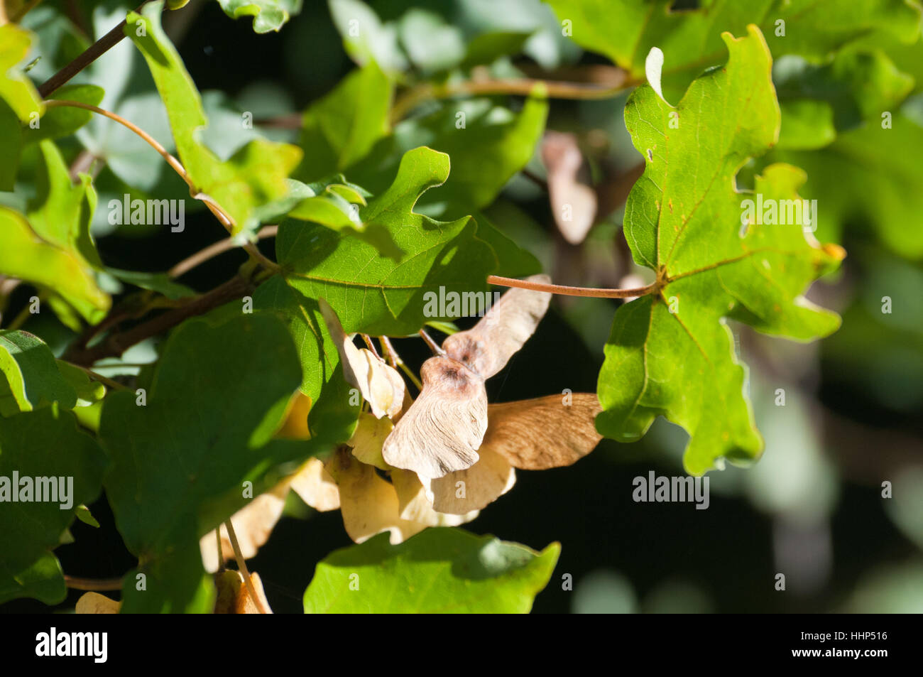 Field Maple (Acer campestre) leaves and winged seeds Stock Photo