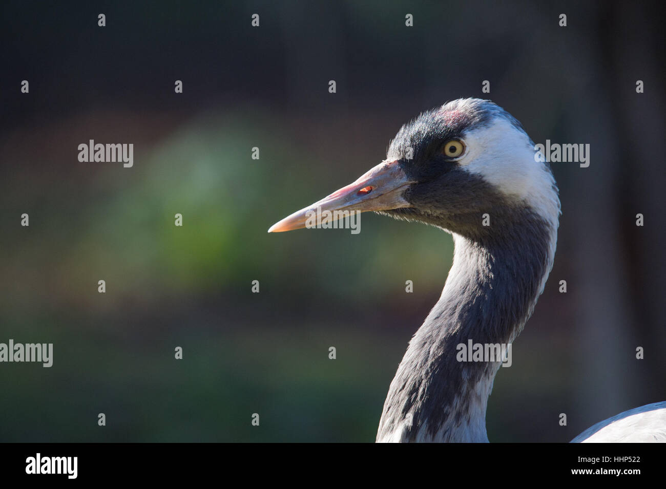 British Crane Stock Photo