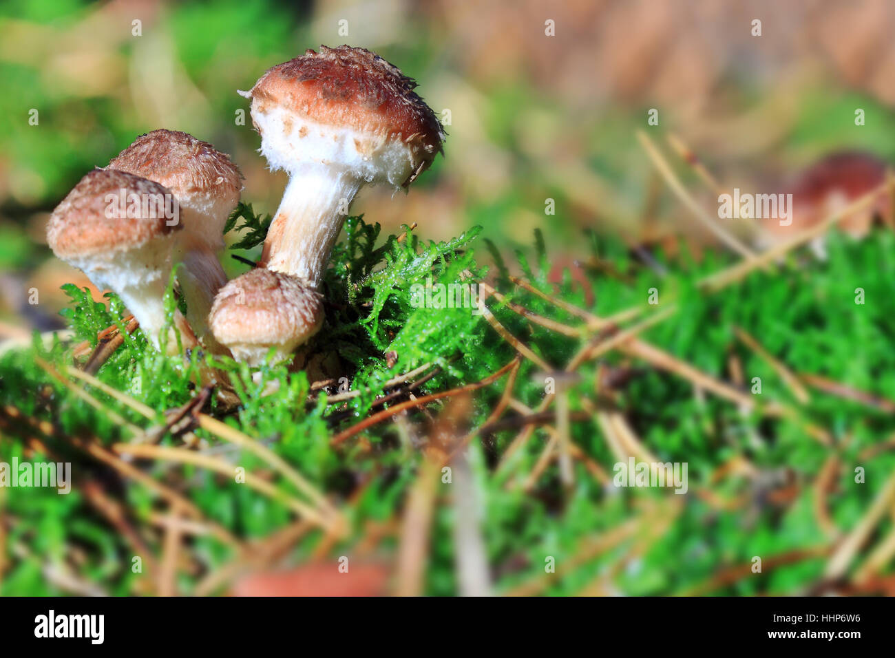 moss, mushrooms, mushroom, fungus, forest, fall, autumn, cup, food, aliment, Stock Photo