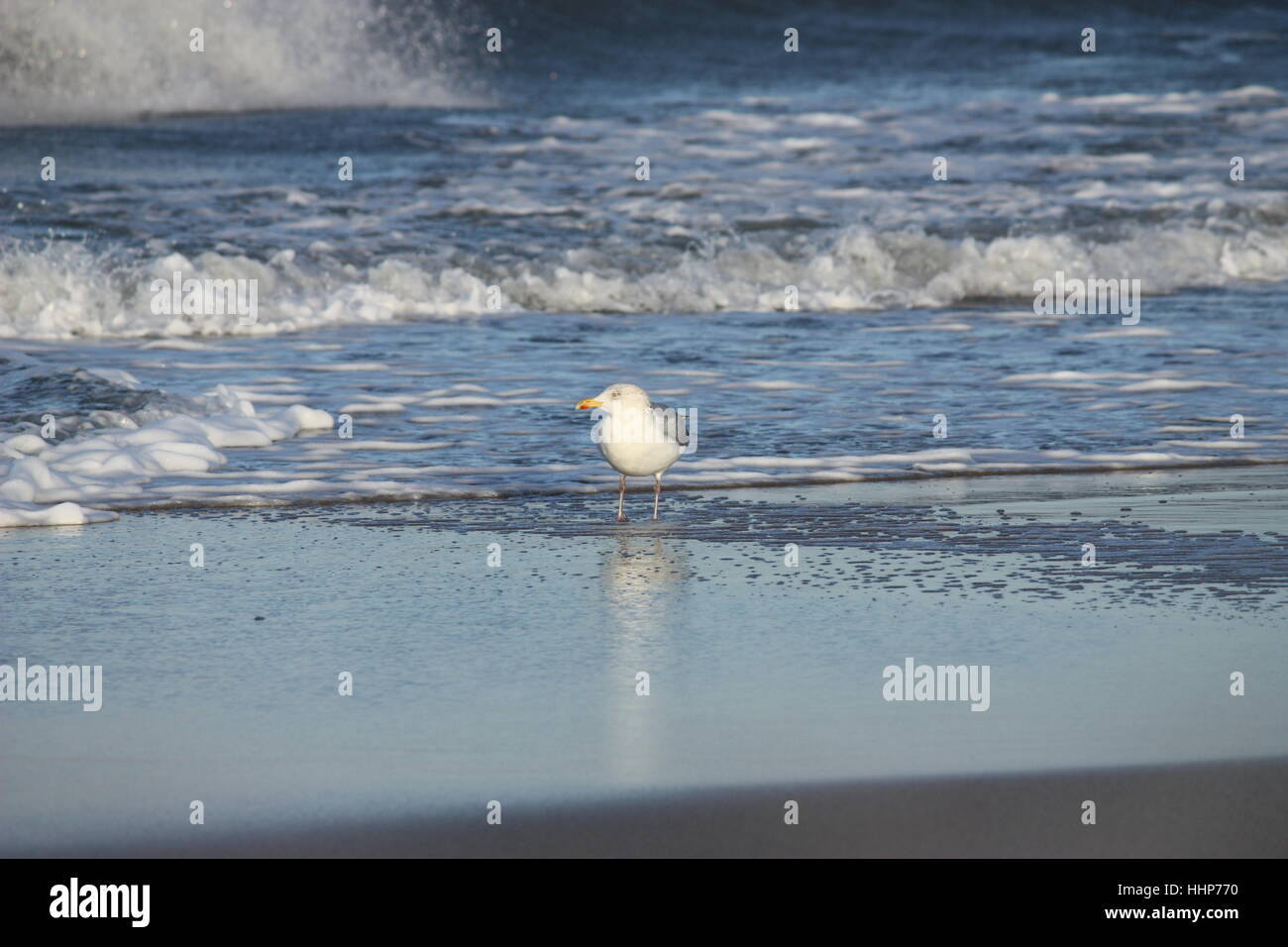 herring gull at the breaker zone Stock Photo