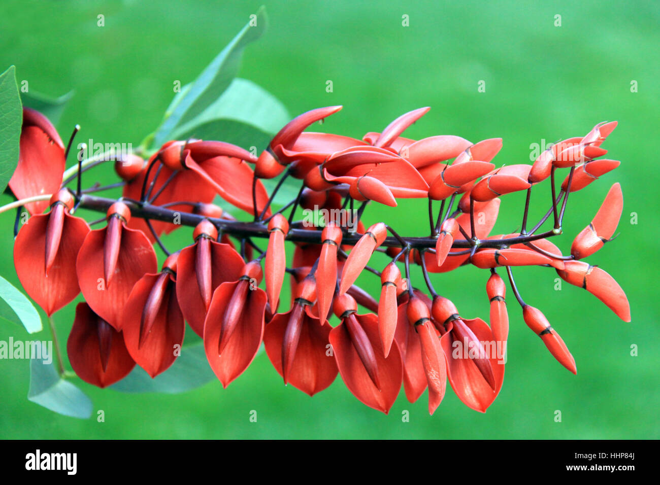 erythrina crista-galli Stock Photo