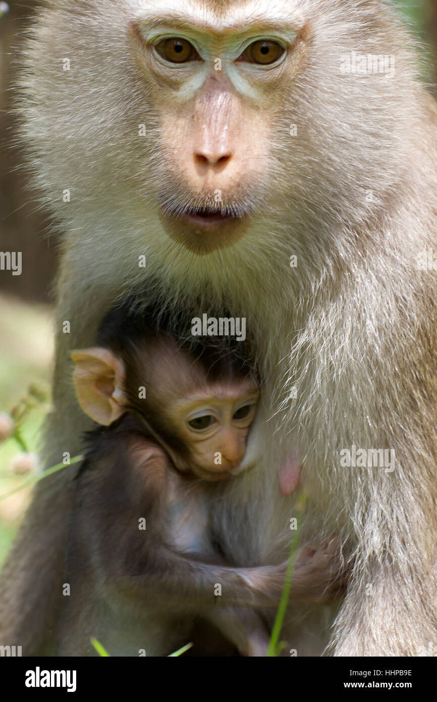 wild, monkey, mother, mom, ma, mommy, cub, baby, young, younger, two, together, Stock Photo