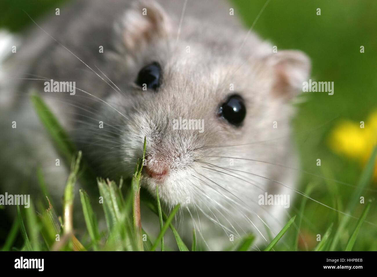 Roborovski dwarf hamster hires stock photography and images Alamy