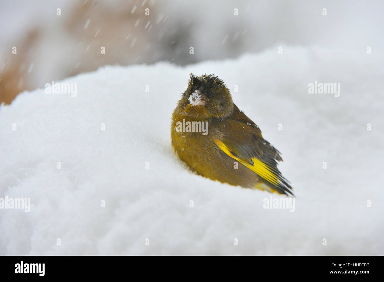greenfinch Stock Photo
