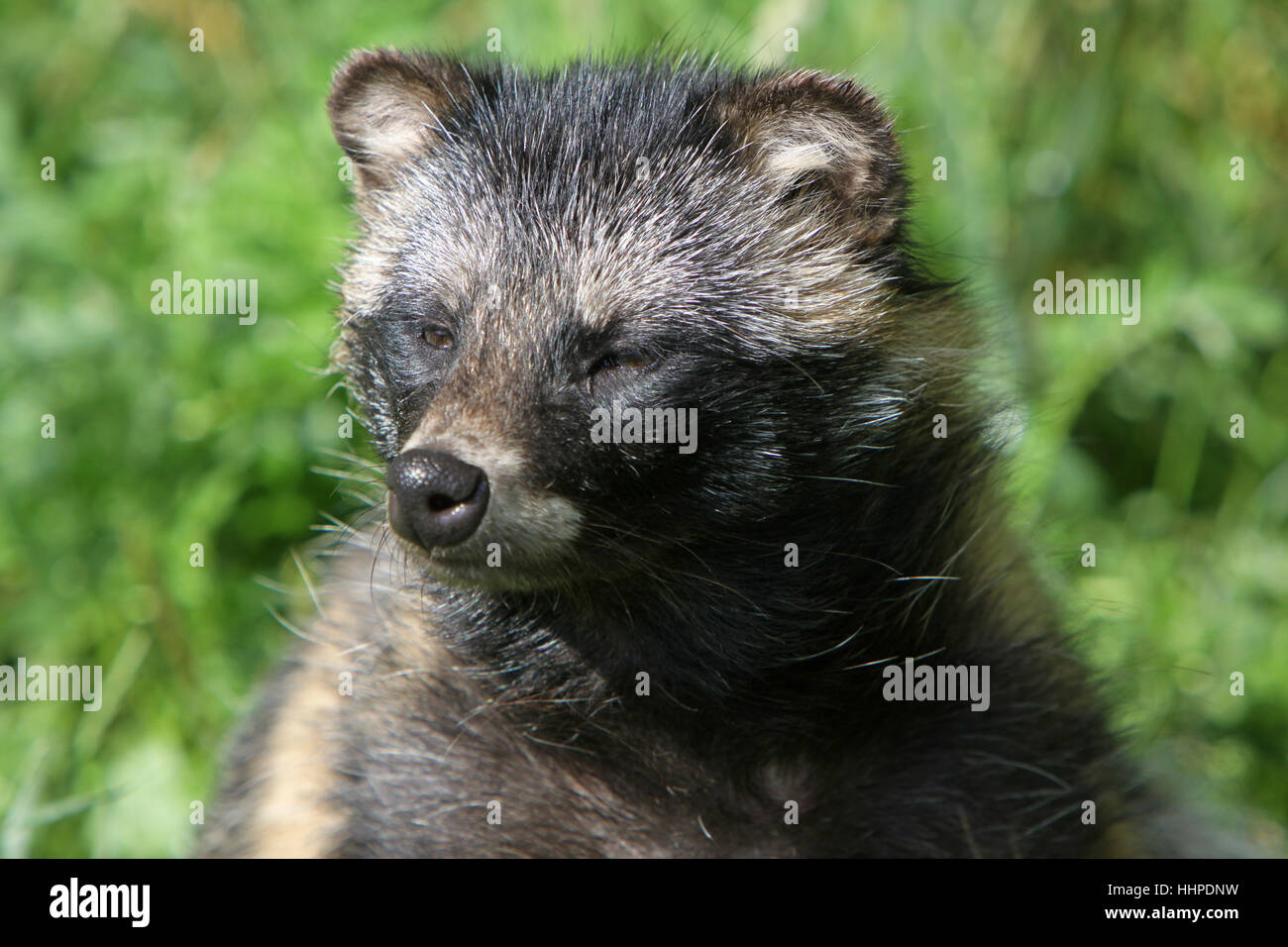 animal, asia, europe, skin, dog, predator, wild animal, forest, marderhund, Stock Photo