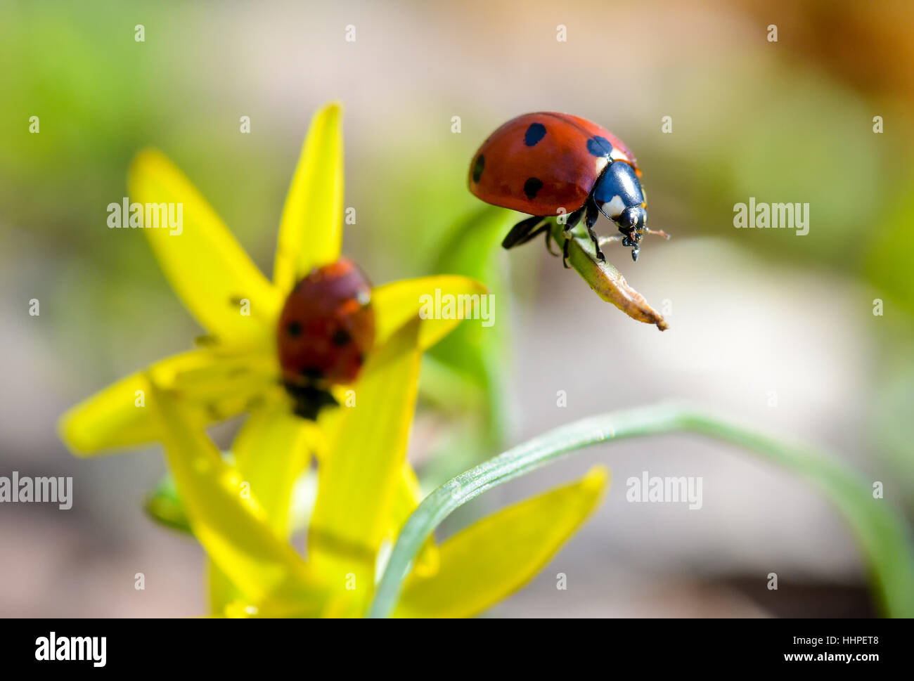 Ladybug on top of grass in natural light Stock Photo