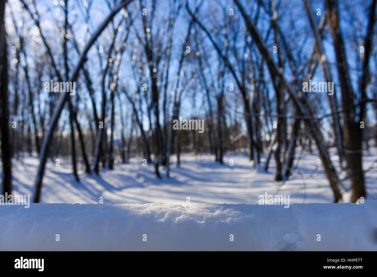 Snow in the forest in natural light Stock Photo