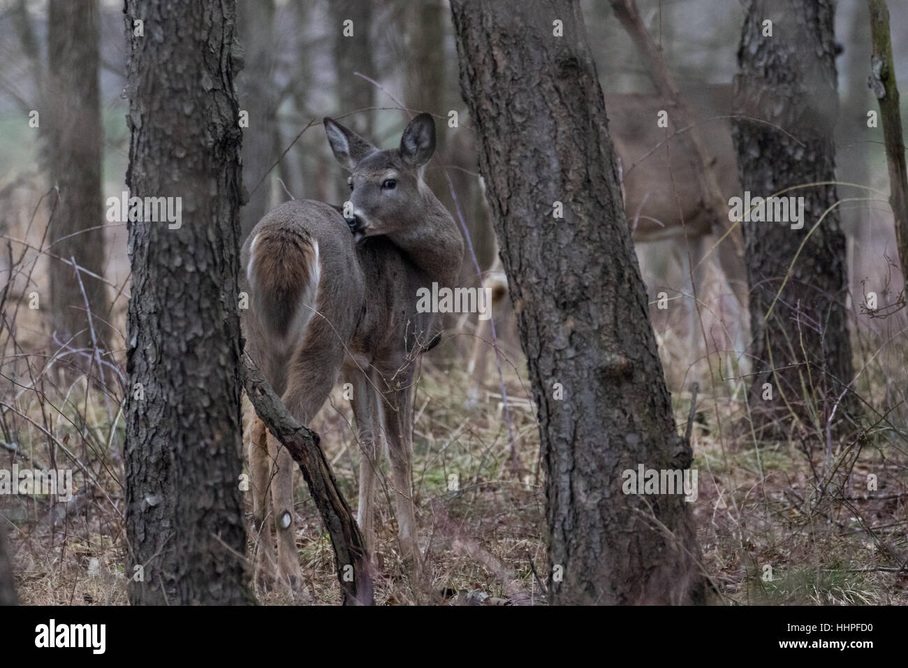 White-tailed deer doe Stock Photo