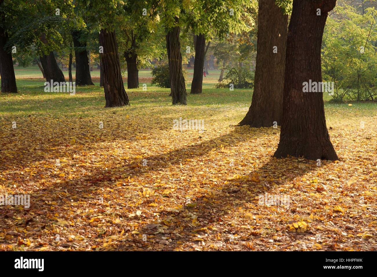 tree, trees, park, field, autumnal, woods, meadow, grass, lawn, green ...
