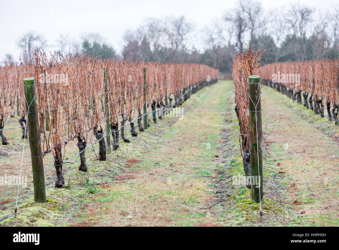 rows of wet grape vines in the winter at a winery Stock Photo