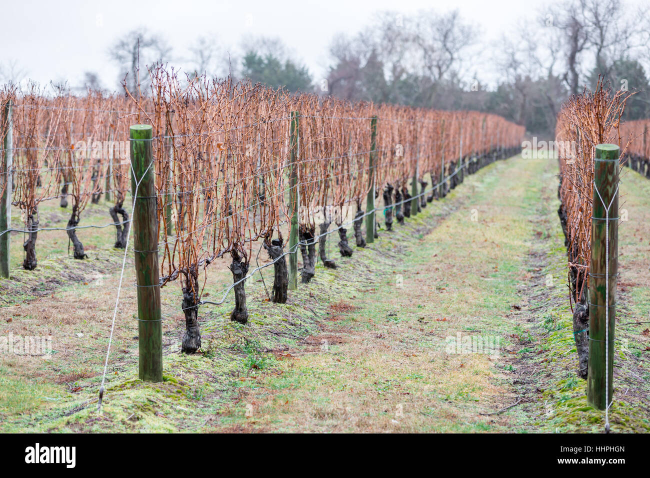 rows of wet grape vines in the winter at a winery Stock Photo