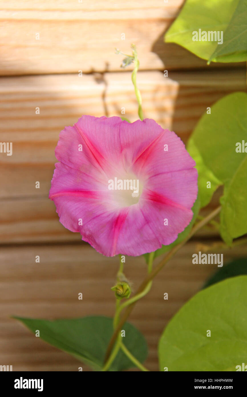 pink, climbing plant, delicate, winch, summer flower, red, pink, ipomoea Stock Photo