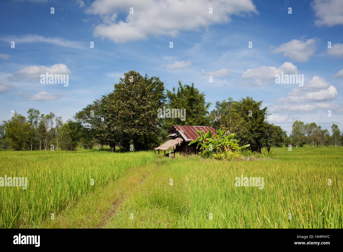 asia, paddy field, scenery, countryside, nature, rice, asia ...