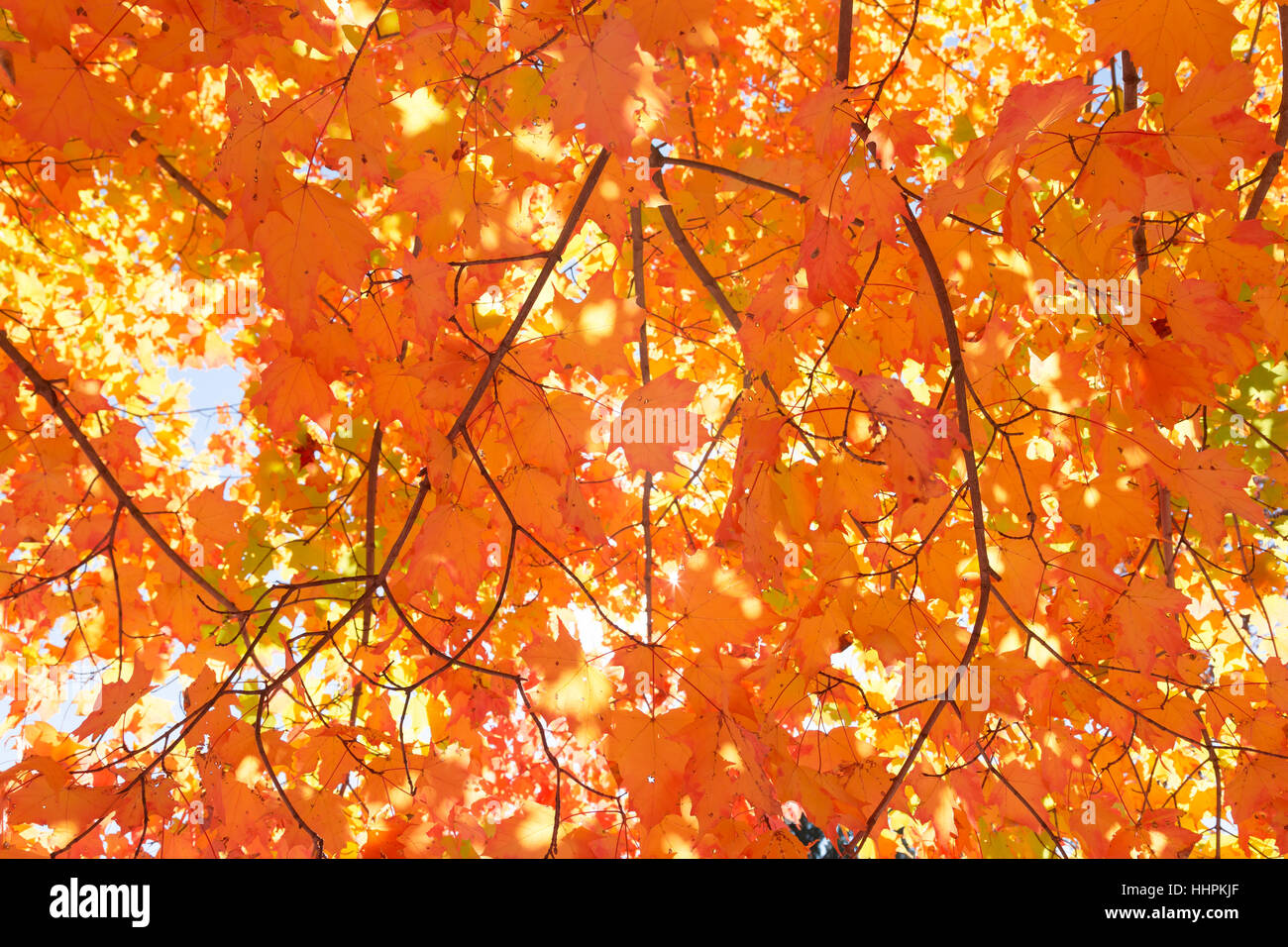 Orange maple tree in full sun hi-res stock photography and images - Alamy