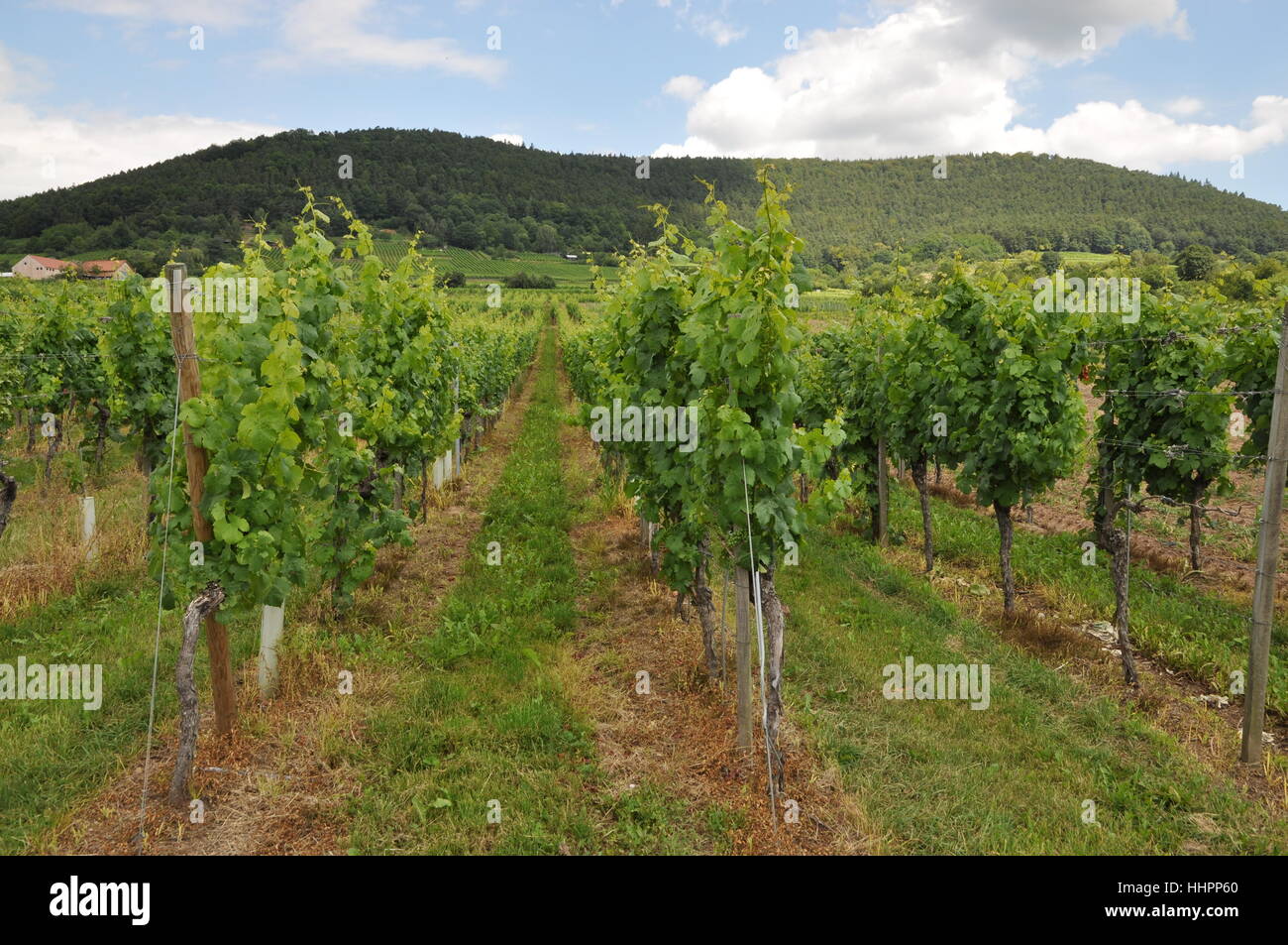 cultivation of wine, vineyard, vine, grape vine, grape-vine, francs, bavaria, Stock Photo