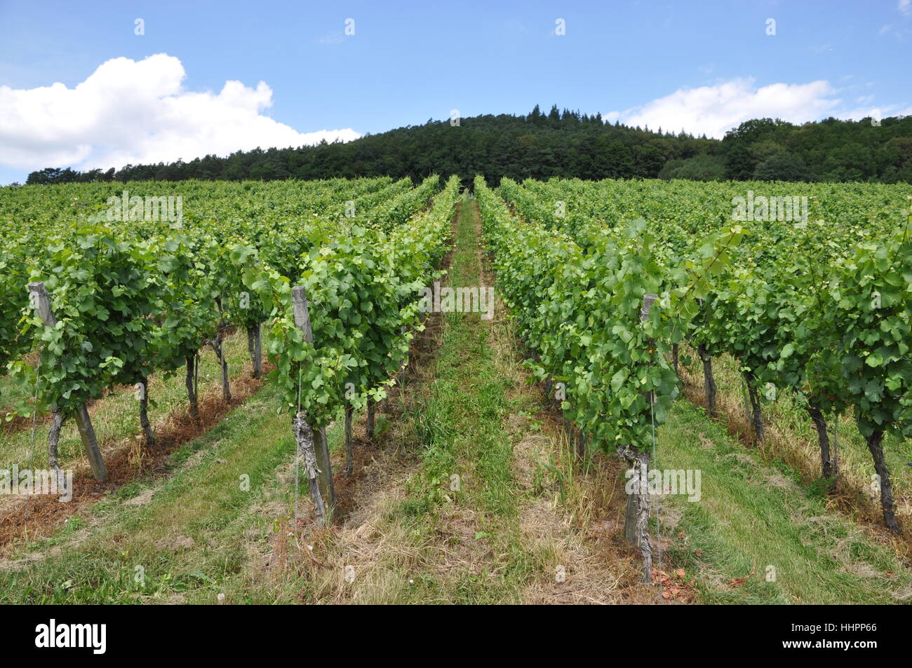 cultivation of wine, vineyard, vine, grape vine, grape-vine, francs, bavaria, Stock Photo