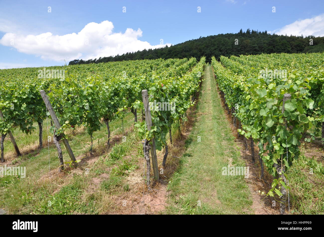 cultivation of wine, vineyard, vine, grape vine, grape-vine, francs, bavaria, Stock Photo