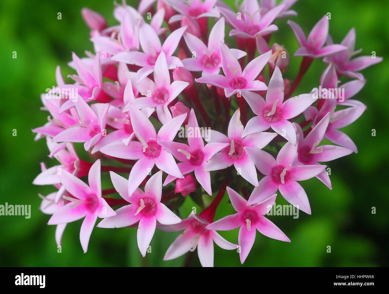 flower, plant, bloom, blossom, flourish, flourishing, nature, colour, garden, Stock Photo