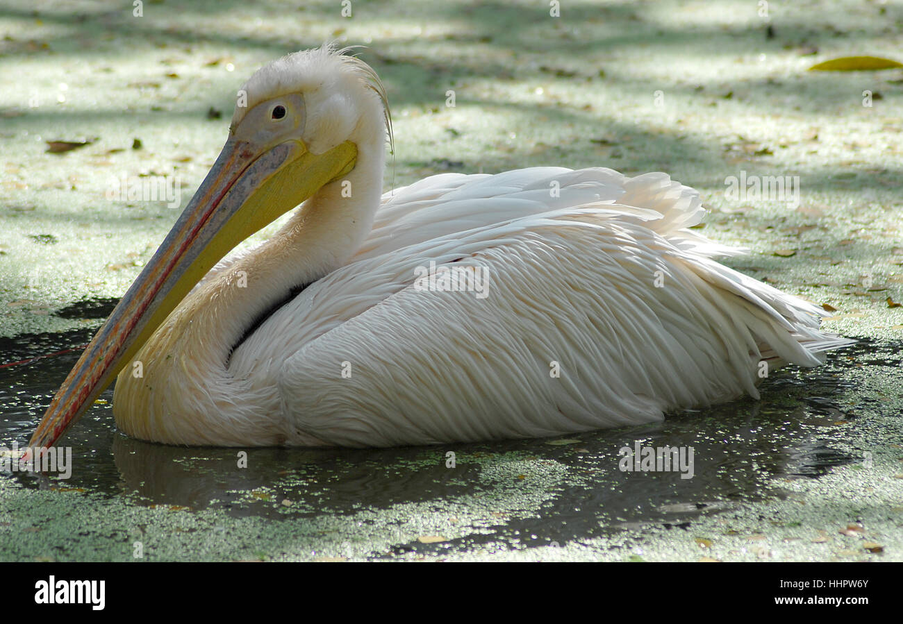 bird, nature, beautiful, beauteously, nice, animal, bird, fauna, wild,  animals Stock Photo - Alamy