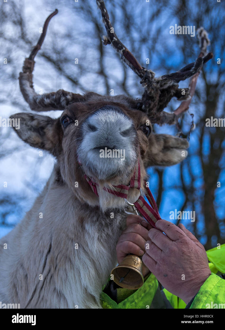Reindeer breeder Andreas Hoffmann pets the reindeer 'Lars' in one of the enclosures at their reindeer farm in Strasen near Wesenberg, Germany, 16 January 2017. The reindeer in the Mecklenburg Lake District feel almost at home in Lapland with the current winter weather. Since 2009 the deer, which are used to extreme cold and are actually home to the tundra, are being bred professionally. Over the next years the herd will grow from 30 to 50 animals, and then reindeer meat sausages will be produced that are to be sold in the farm store. Photo: Jens Büttner/dpa-Zentralbild/dpa Stock Photo